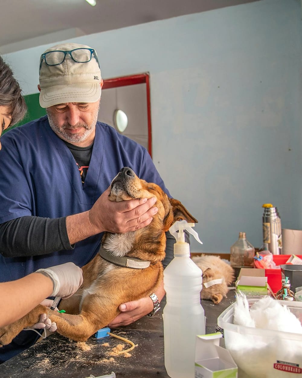Médicos veterinarios revisando a un perro