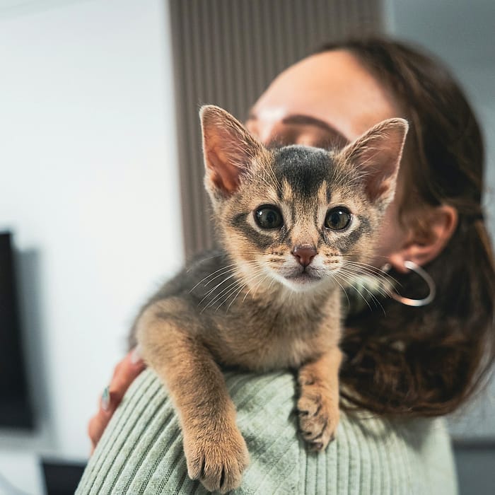 Gatito en brazos de su dueña