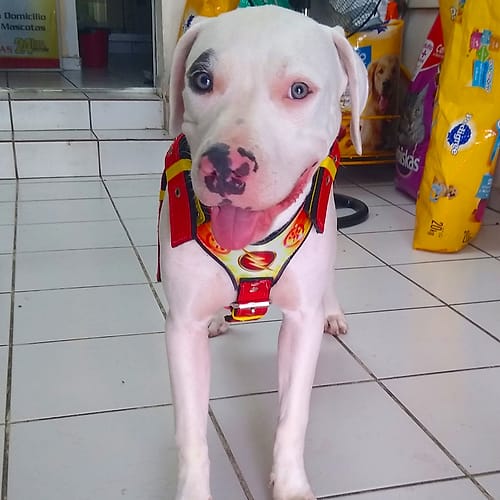 Perrito blanco con arnés en la clínica Del Noroeste