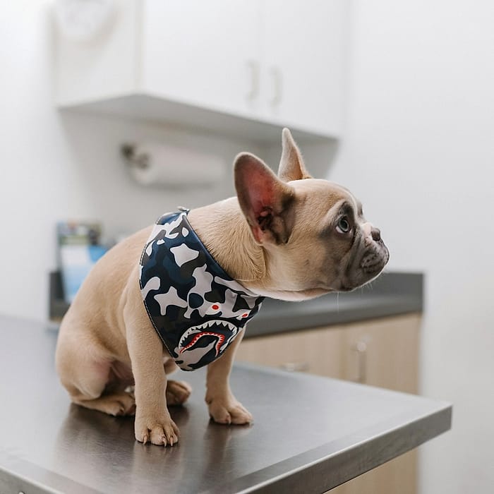 Bulldog francés sentado en la mesa de revisión