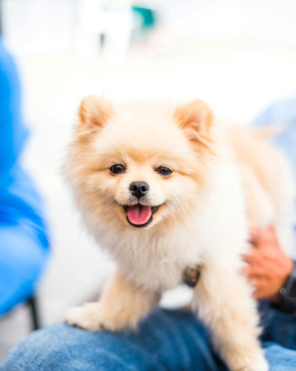 Perrito pomerania feliz